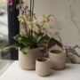 Luciana Pot 5.25″ – Light Pink